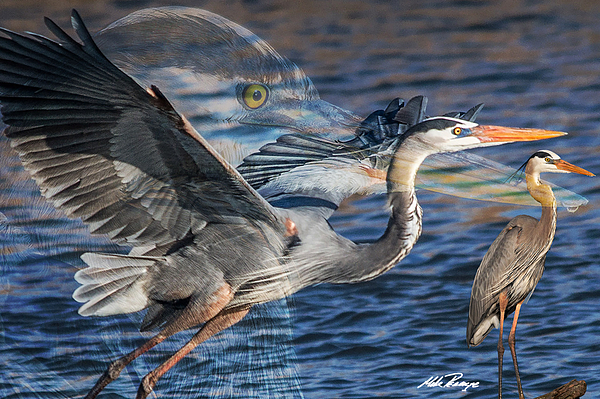 Fish Art