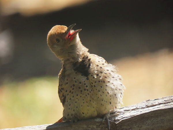 Brooks Garten Hauschild - Hey Up There - Cute Little Flicker Chick on a Fence - Nature - Avian Art
