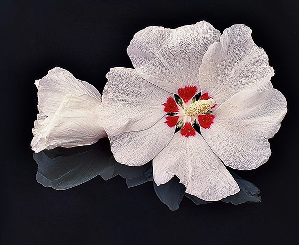 E Hollender - Hibiscus Reflection 2