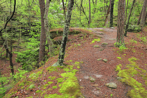 Hickory Canyons Trail in Springtime 2 Adult Pull-Over Hoodie by