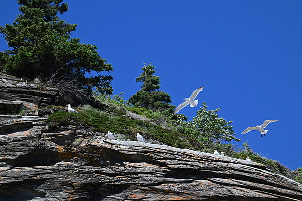 Seagull Art