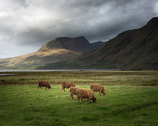 Wendi Donaldson Laird - Highland Cattle Grazing