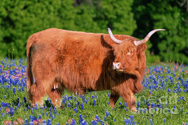 Bee Creek Photography - Tod and Cynthia - Highland Cow in Wildflowers