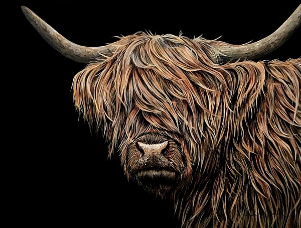 Sophie Bliss Kilpatrick - Highland Cow Male
