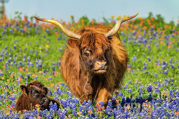 Bee Creek Photography - Tod and Cynthia - Highland Cow with Calf in Wildflowers