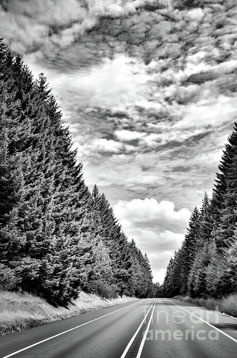 Jack Andreasen - Highway Through The Trees 1 - Black And White