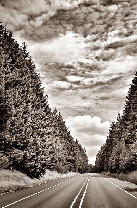 Jack Andreasen - Highway Through The Trees - Sepia