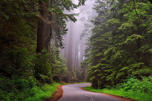 Sandi OReilly - Hiking Path Through The Forest