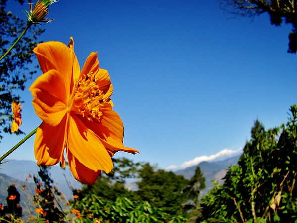 Preeti M - Himalayan Flower