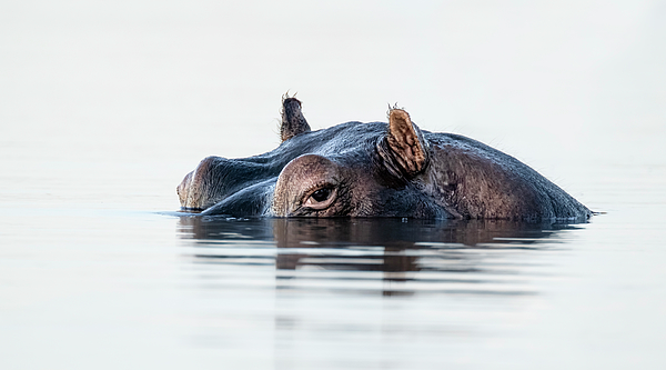 Joan Carroll - Hippo Chobe River Botswana Africa 2 Color