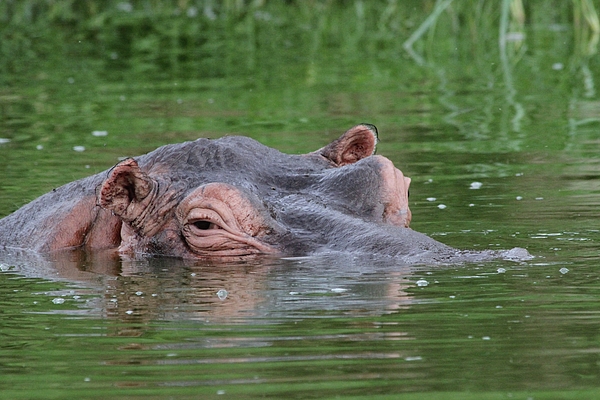 Hippopotamus Photographs