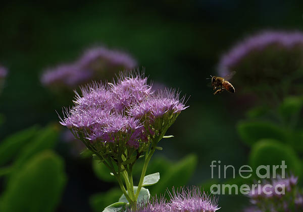 Honey Bee Apprroaching A Sedum Joy Flower Blossom Fleece Blanket