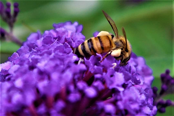 BEES & LAVENDER MUG