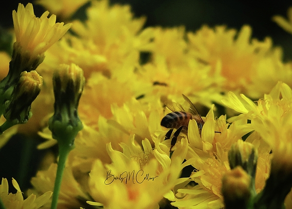 Beverly M Collins - Honeybee Harvest