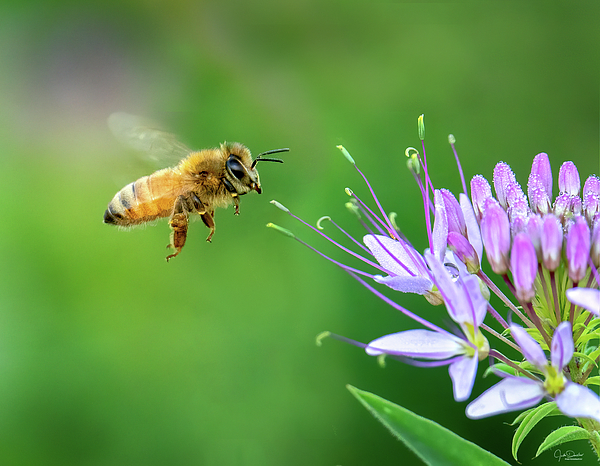 Judi Dressler - Honeybee with Flowering Cleome