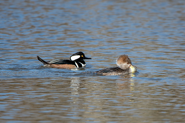Candice Lowther - Hooded Mergansers and fish