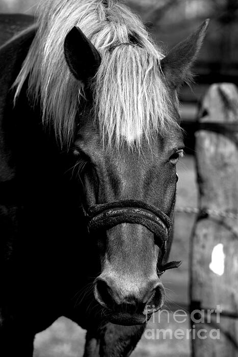 Esko Lindell - Horse portrait 1