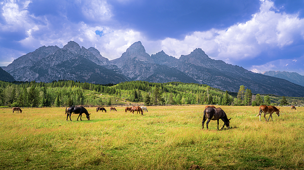 Harry Beugelink - Horses Grazing at the Tetons