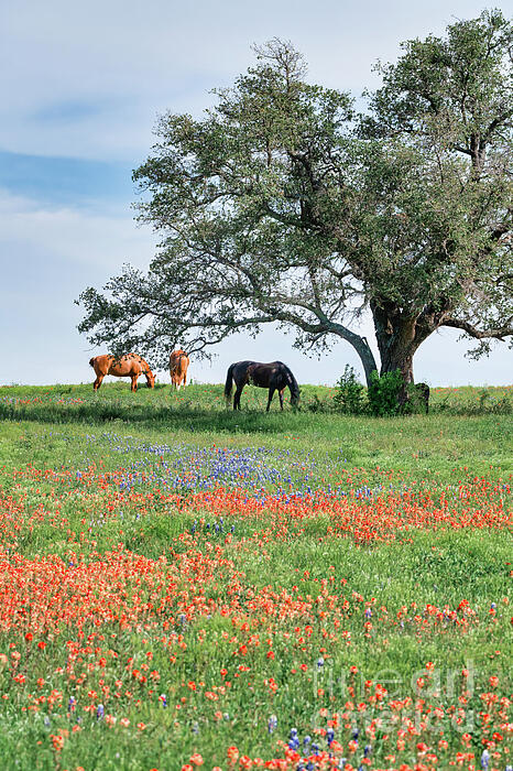Bee Creek Photography - Tod and Cynthia - Horses Grazing Under Tree with Wildflowers Vertical