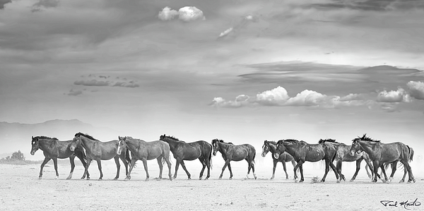 Paul Martin - Horses in the High Desert.