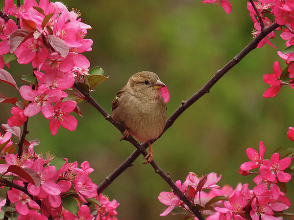 Rebecca Grzenda - House Sparrow Among Crabapple Blossoms