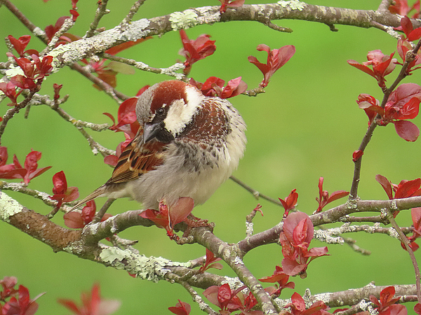 Rebecca Grzenda - House Sparrow Among Red Foliage