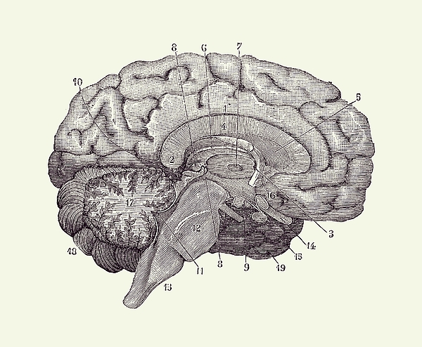 https://images.fineartamerica.com/images/artworkimages/medium/3/human-brain-anatomy-diagram-2-vintage-anatomy-prints.jpg