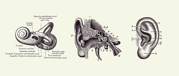 Ear anatomy sticker - Codex Anatomicus