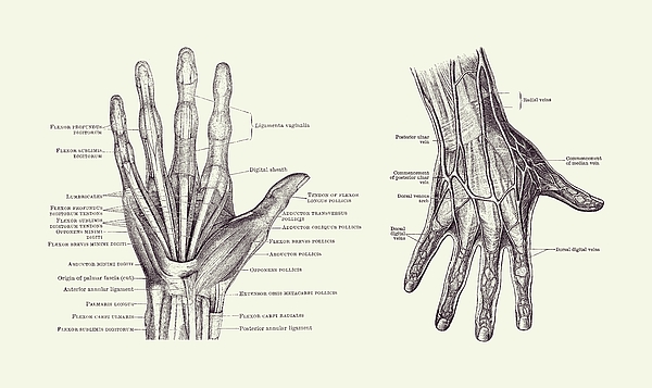 https://images.fineartamerica.com/images/artworkimages/medium/3/human-hand-anatomy-dual-view-vintage-diagram-2-vintage-anatomy-prints.jpg