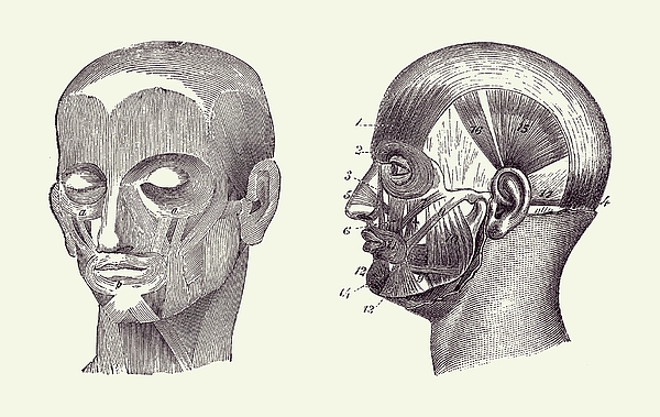 Human Skull Muscular Diagram - Dual View - Anatomy Print 2 Greeting ...