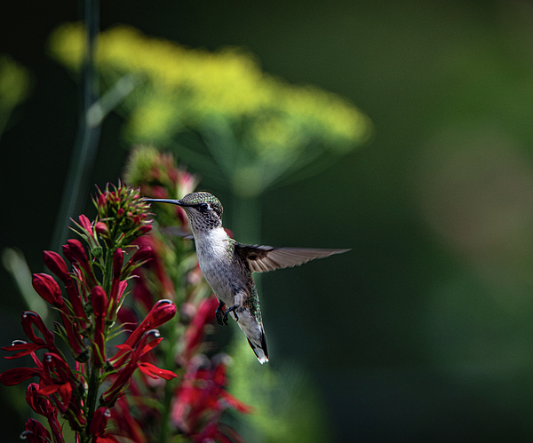 Giant Hummingbird Throw Pillow by Joan Carroll - Fine Art America