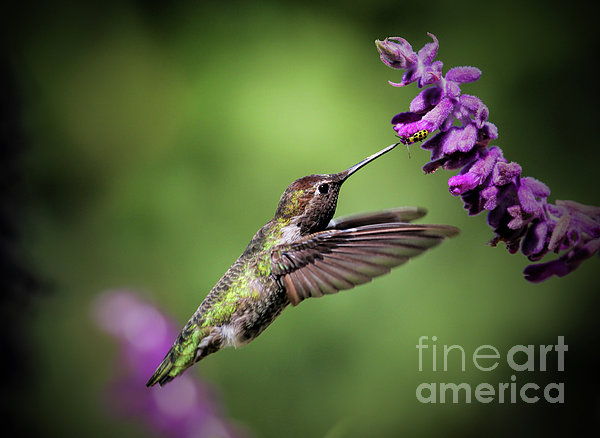 pretty hummingbirds