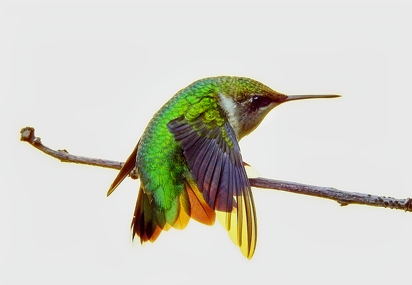 Carmen Macuga - Hummingbird Colors
