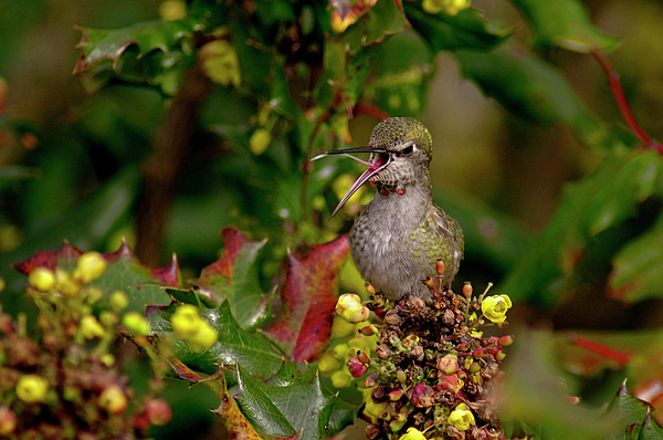 Rebecca Harmon - Hummingbird in the Oregon Grape