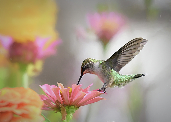 Mary Lynn Giacomini - Hummingbird in the Zinnia Garden 
