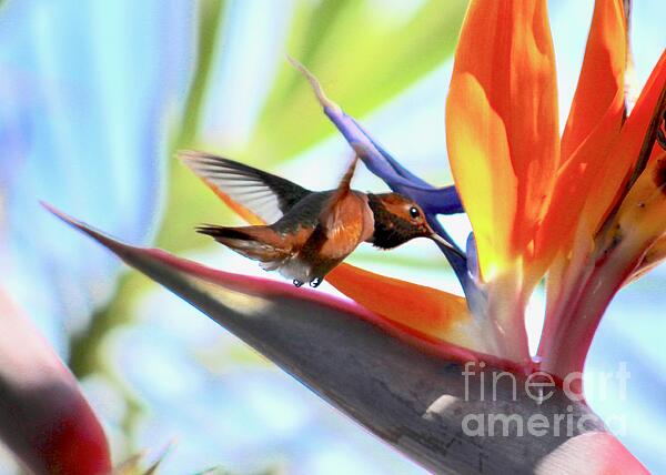 Carol Groenen - Hummingbird on Bird of Paradise