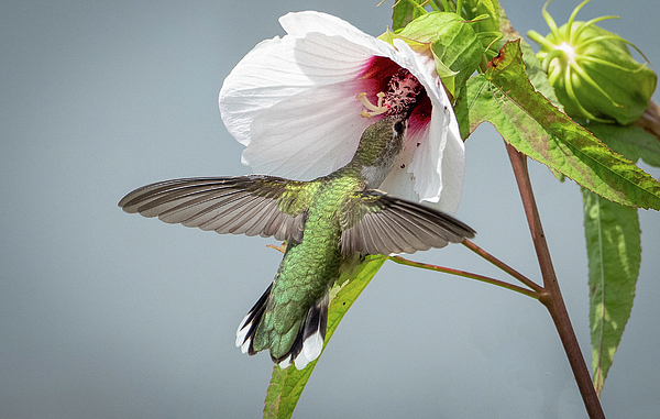 Julie Barrick - Hummingbird on Flower