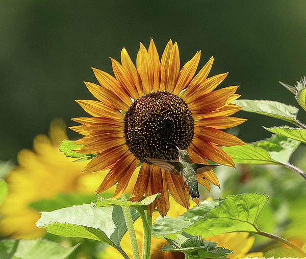 Julie Barrick - Hummingbird on Sunflower