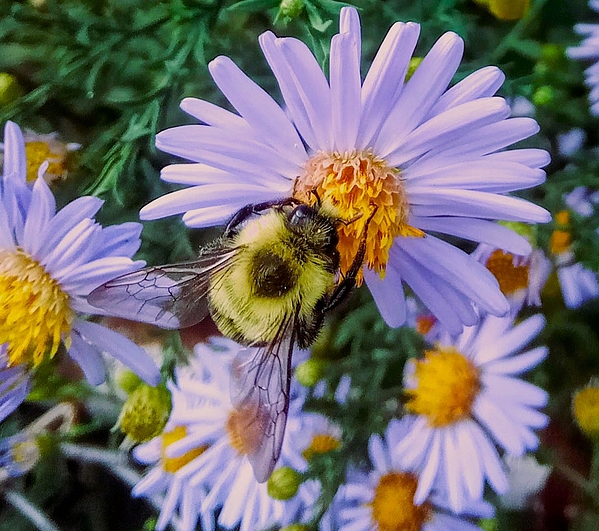 Marine B Rosemary - Hungry Bumblebee on an Aster