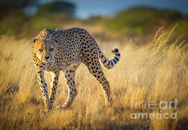 Hunting Cheetah Ornament