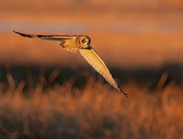 Judi Dressler - Hunting Short-eared Owl