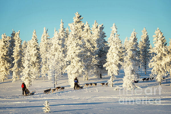Delphimages Photo Creations - Husky dog sled in winter