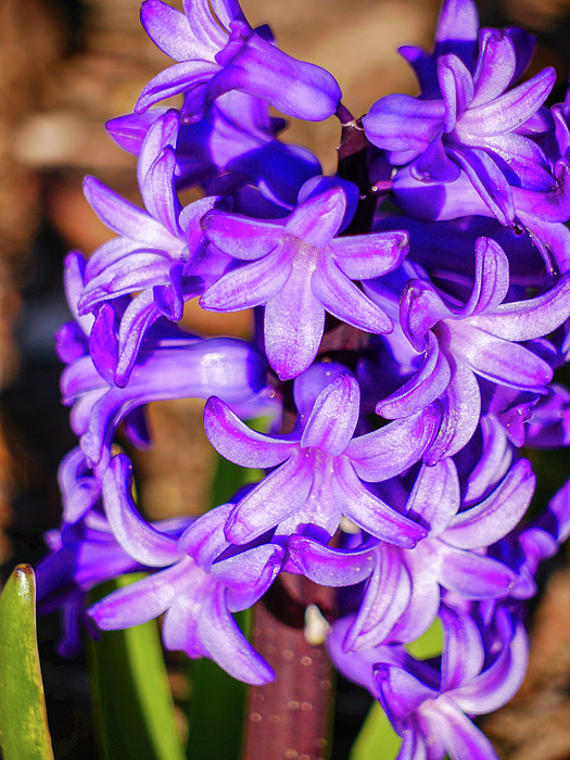 Rachel Morrison - Hyacinth in Bloom