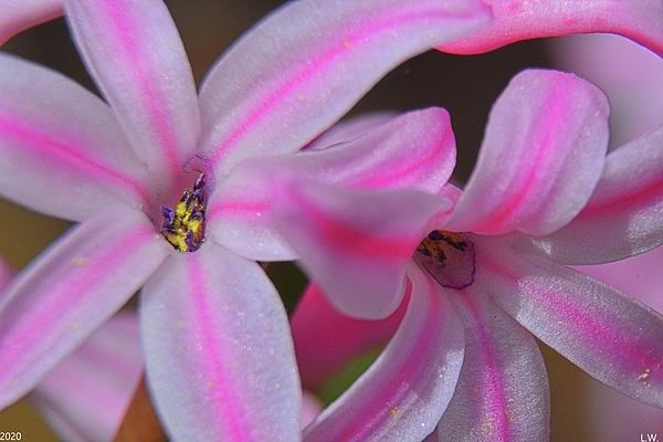 Lisa Wooten - Hyacinthus Flower