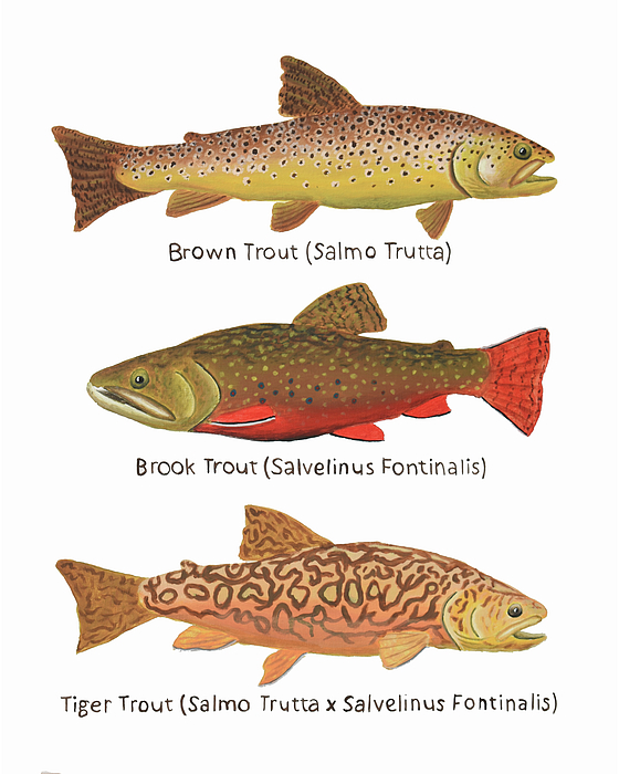 Baby Brown Trout