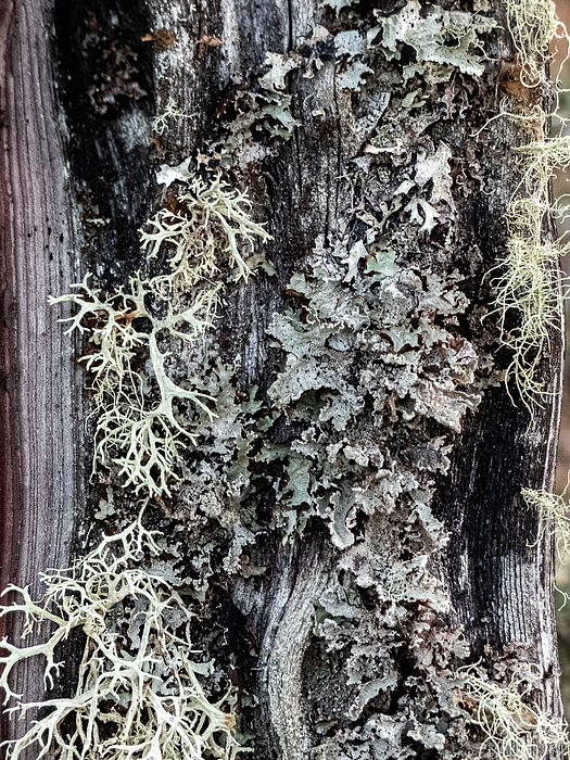 Dianne Milliard - I Love Lichens