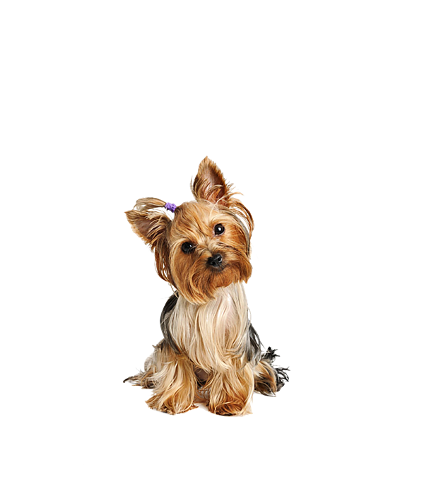 I Love My Yorkie T-Shirt Men Women Kids I Love My Yorkie T-Shirt Men Women Kids