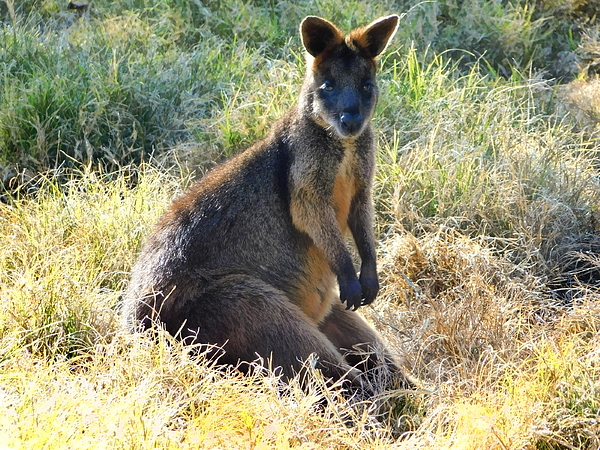 I Wanna Be A Wallaby Weekender Tote Bag