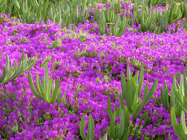 Marcia Socolik - Ice Plant with Purple Flowers