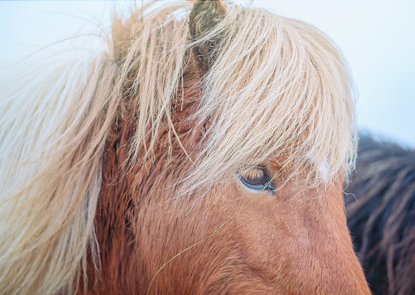 Joan Carroll - Icelandic Horse III